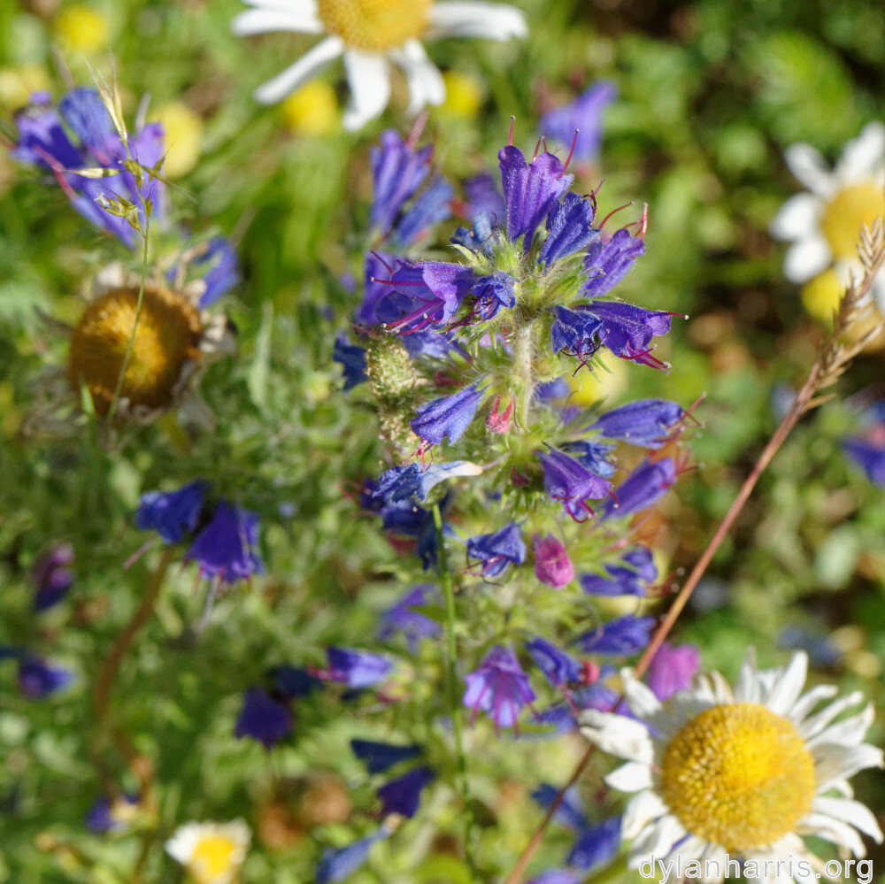 image: This is &lsquo;flower (xli) 9&rsquo;.