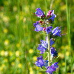 image: Image from the photoset &lsquo;flower (xli)&rsquo;.