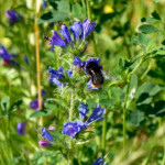 image: Image from the photoset &lsquo;flower (xli)&rsquo;.