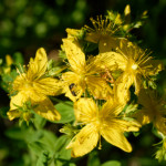 image: Image from the photoset &lsquo;flower (xli)&rsquo;.