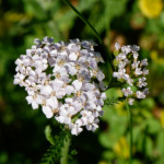 image: Image from the photoset &lsquo;flower (xli)&rsquo;.