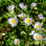 image: Image from the photoset &lsquo;flower (xli)&rsquo;.