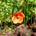 image: Image from the photoset &lsquo;flower (xli)&rsquo;.