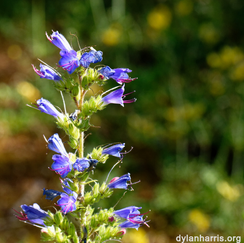 image: This is &lsquo;flower (xlii) 1&rsquo;.