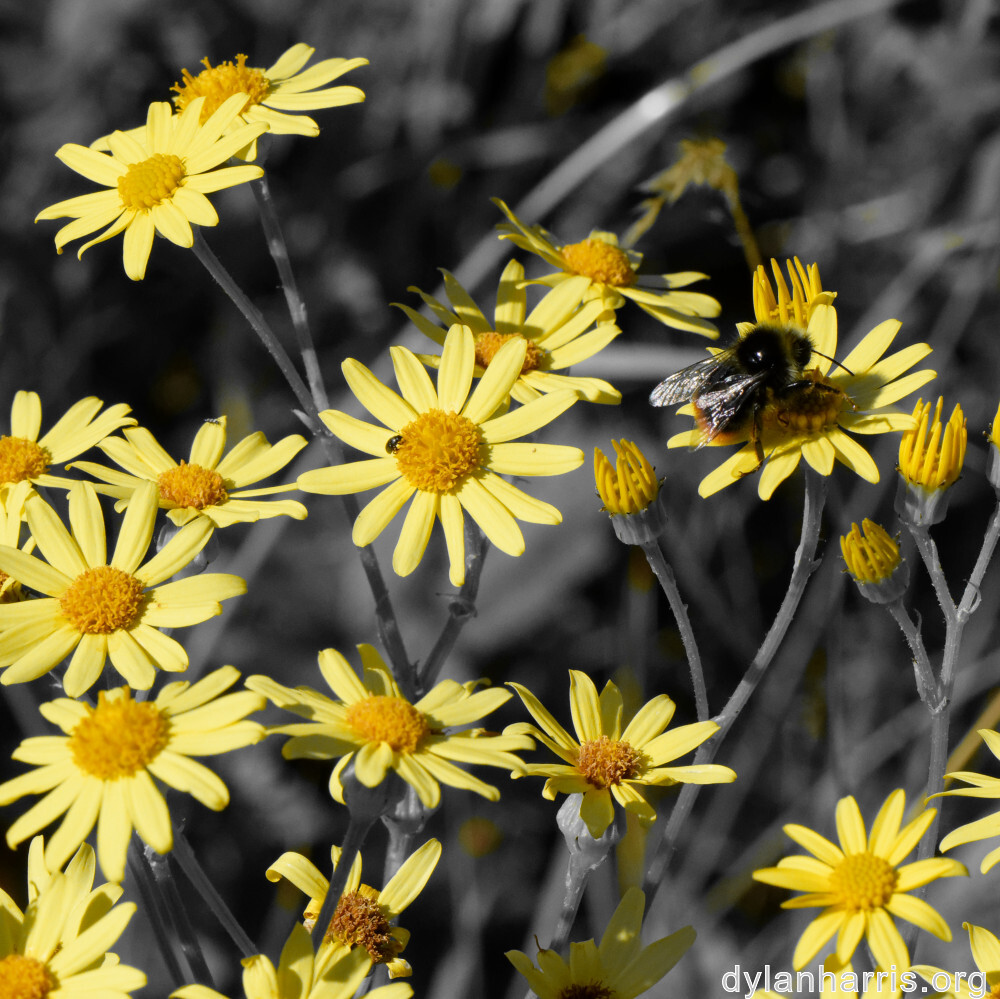 image: This is &lsquo;flower (xlii) 2&rsquo;.