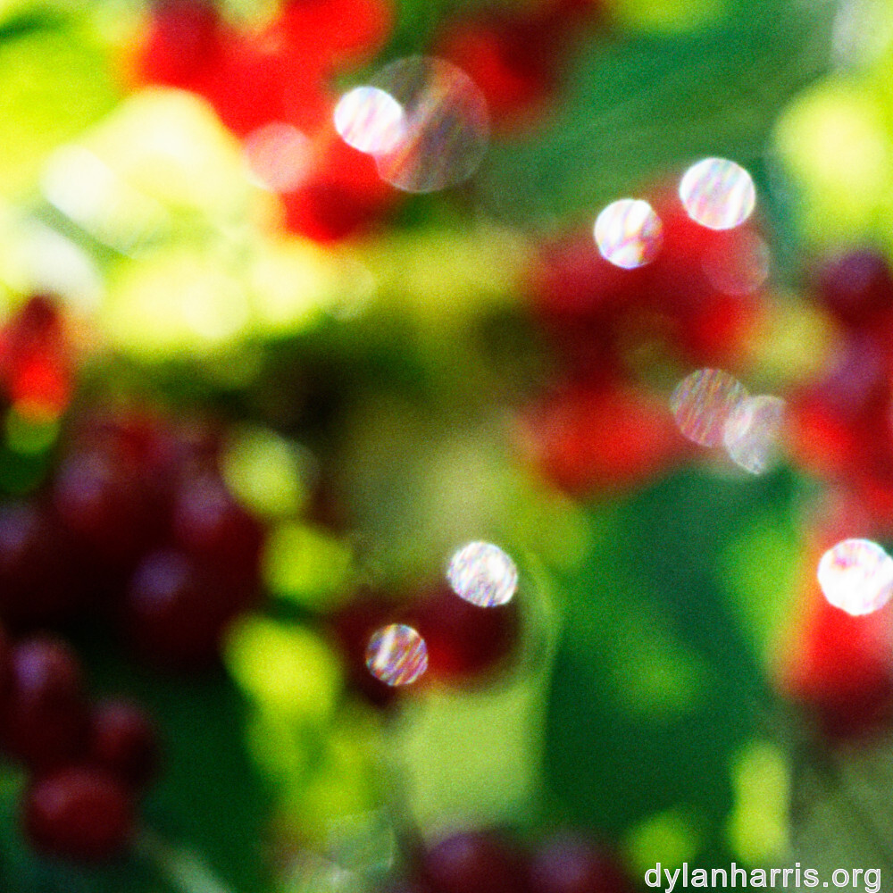 image: This is &lsquo;flower (xlii) 3&rsquo;.