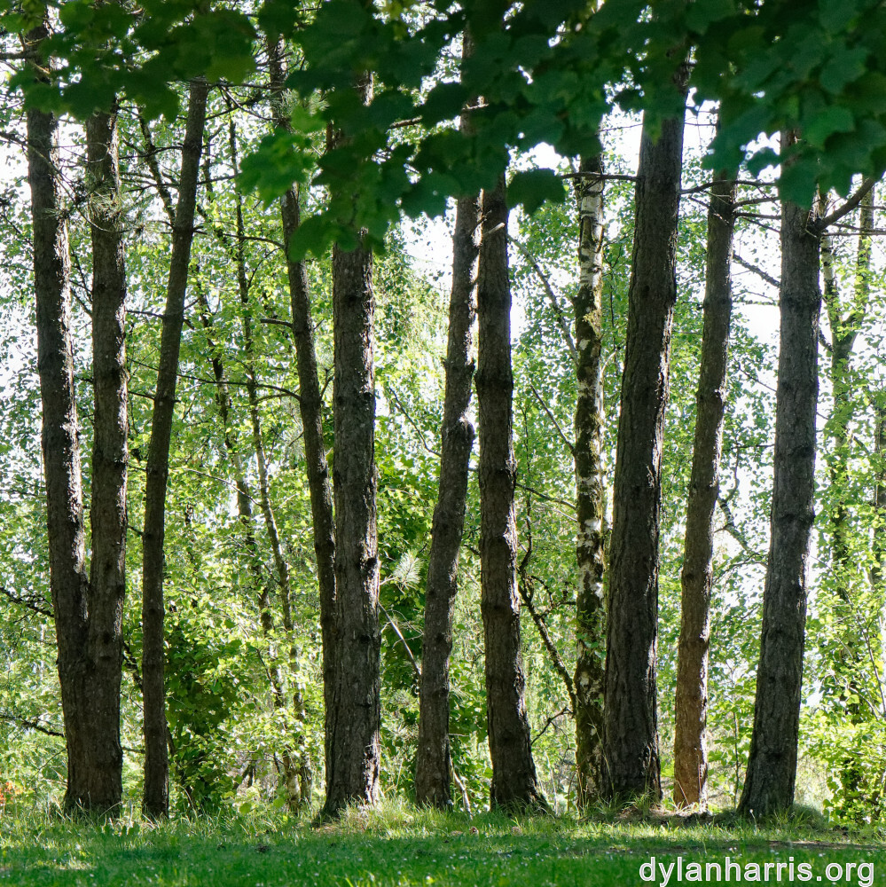 image: This is &lsquo;flower (xlii) 4&rsquo;.