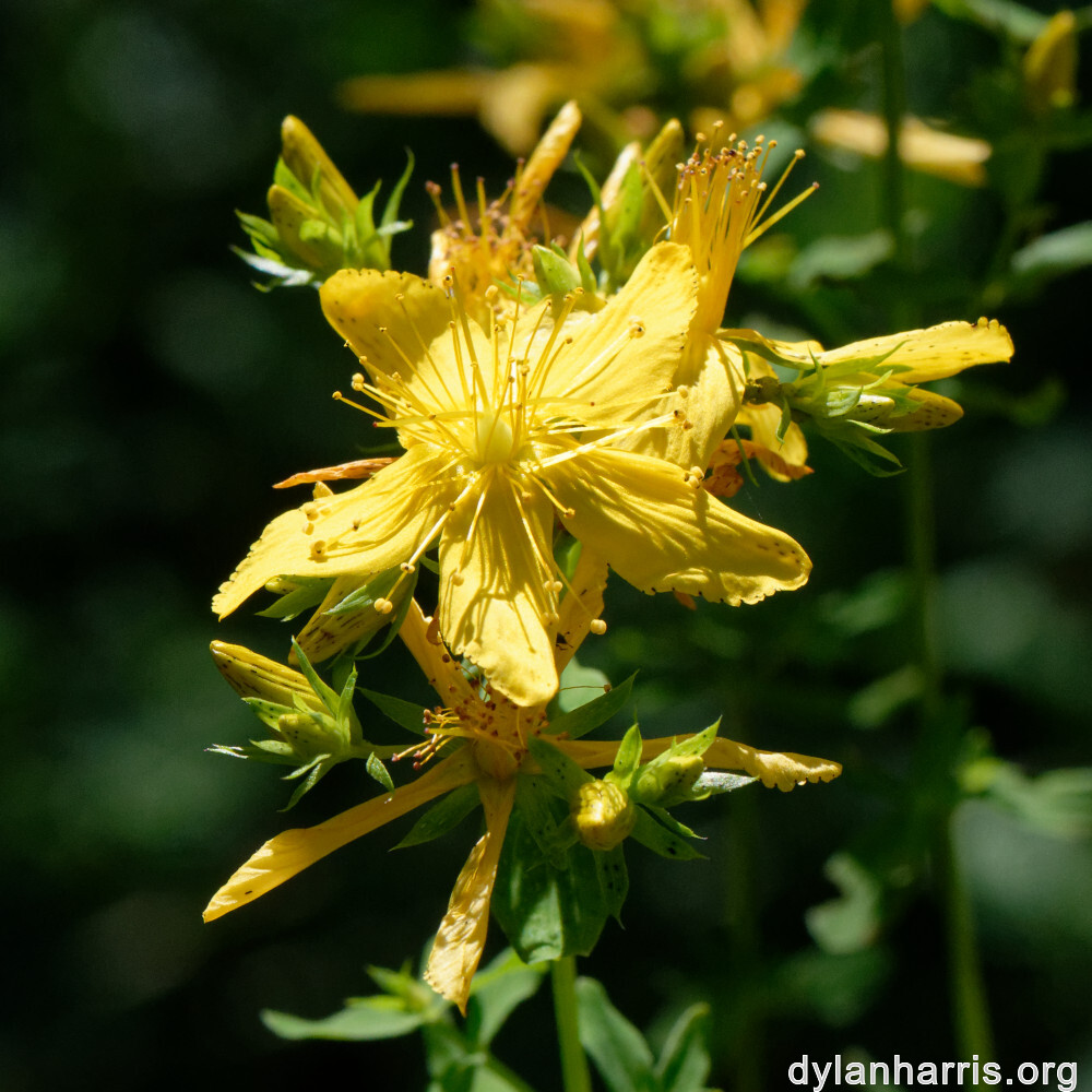 image: This is &lsquo;flower (xlii) 5&rsquo;.