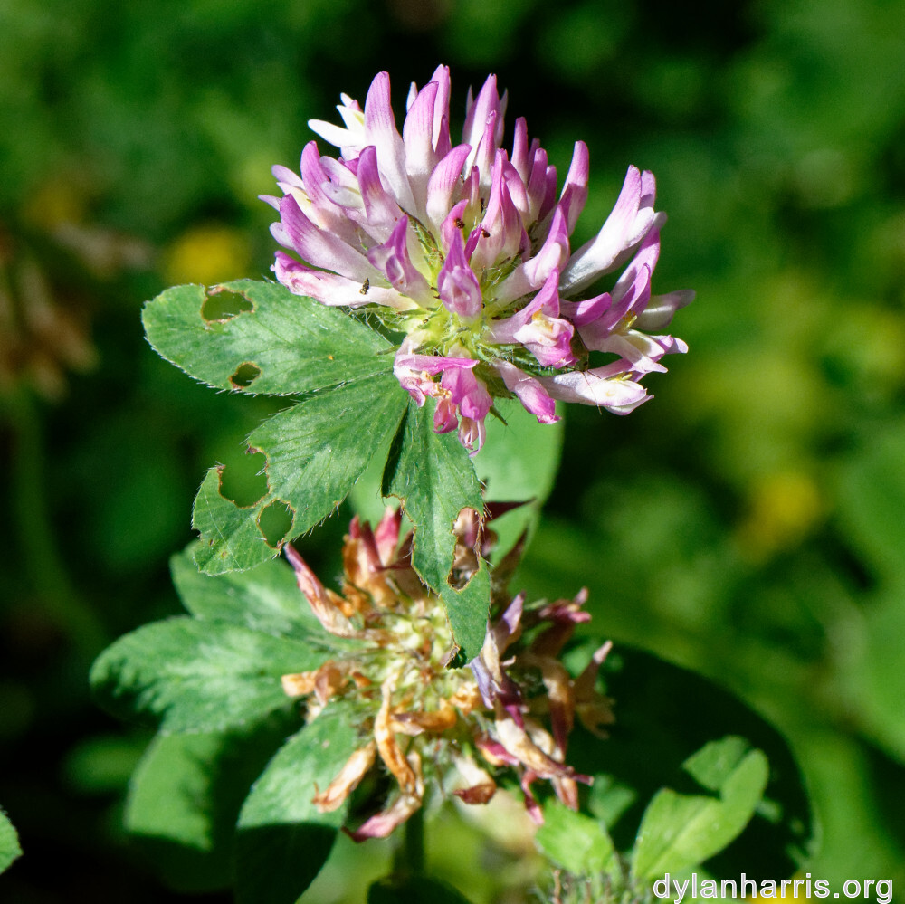 image: This is &lsquo;flower (xlii) 6&rsquo;.