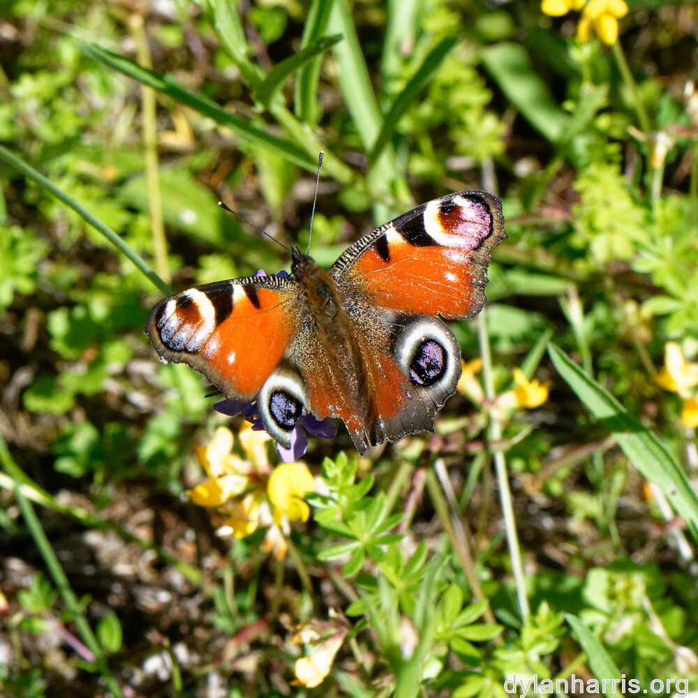 image: This is &lsquo;flower (xlii) 7&rsquo;.