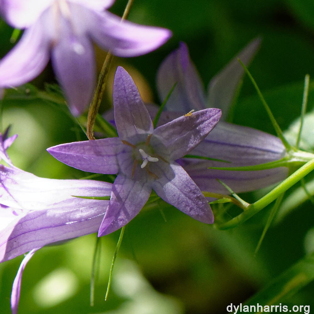 image: This is &lsquo;flower (xlii) 9&rsquo;.