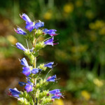 image: Image from the photoset &lsquo;flower (xlii)&rsquo;.