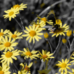 image: wild&nbsp;flower&nbsp;tamed