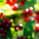 image: Image from the photoset &lsquo;flower (xlii)&rsquo;.