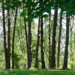 image: Image from the photoset &lsquo;flower (xlii)&rsquo;.