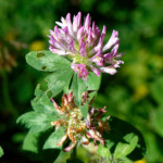 image: Image from the photoset &lsquo;flower (xlii)&rsquo;.