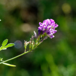 image: Image from the photoset &lsquo;flower (xlii)&rsquo;.