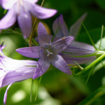 image: Image from the photoset &lsquo;flower (xlii)&rsquo;.