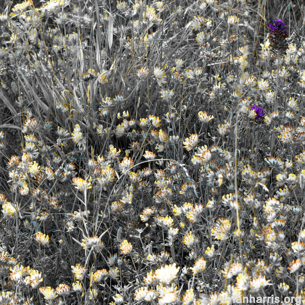 image: This is &lsquo;rumelange 5&rsquo;.