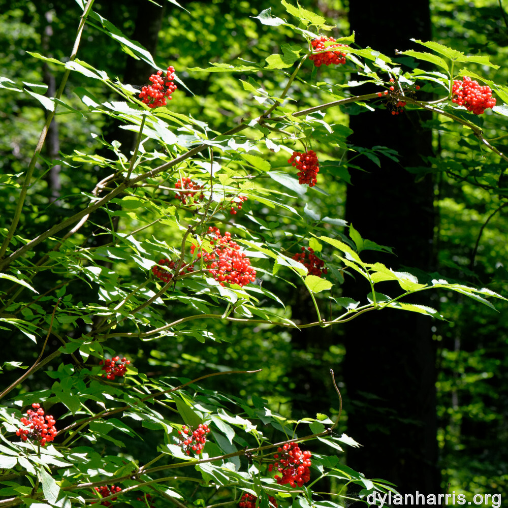 image: This is &lsquo;rumelange 2&rsquo;.