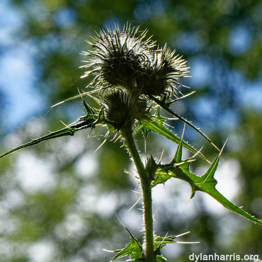 image: This is &lsquo;rumelange 4&rsquo;.