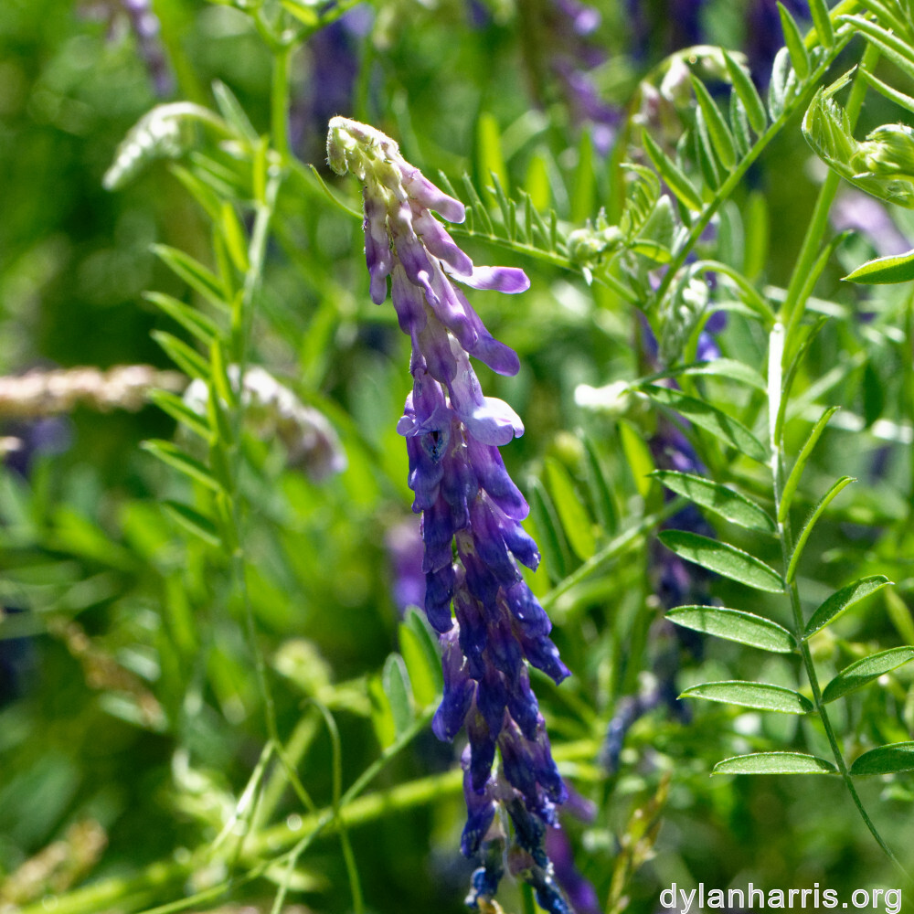 image: This is &lsquo;rumelange 6&rsquo;.