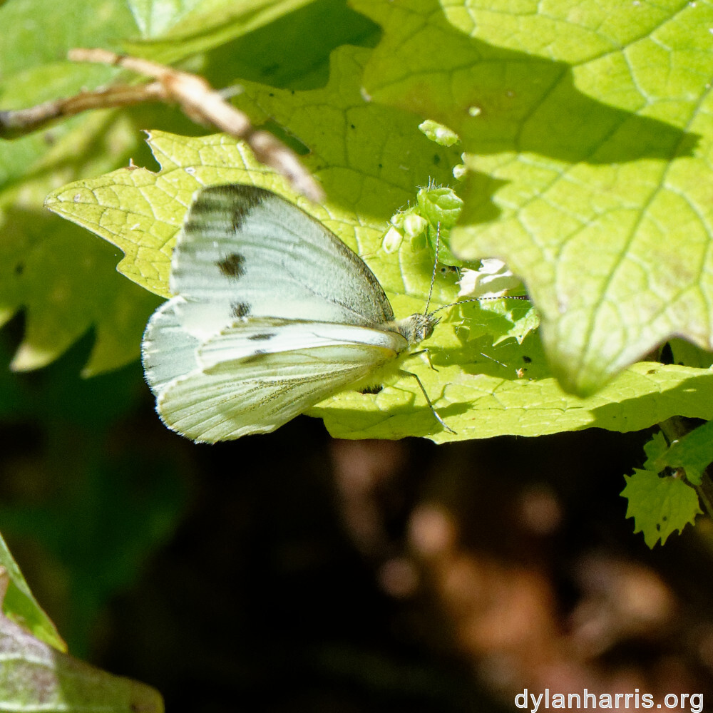 image: This is &lsquo;rumelange 7&rsquo;.