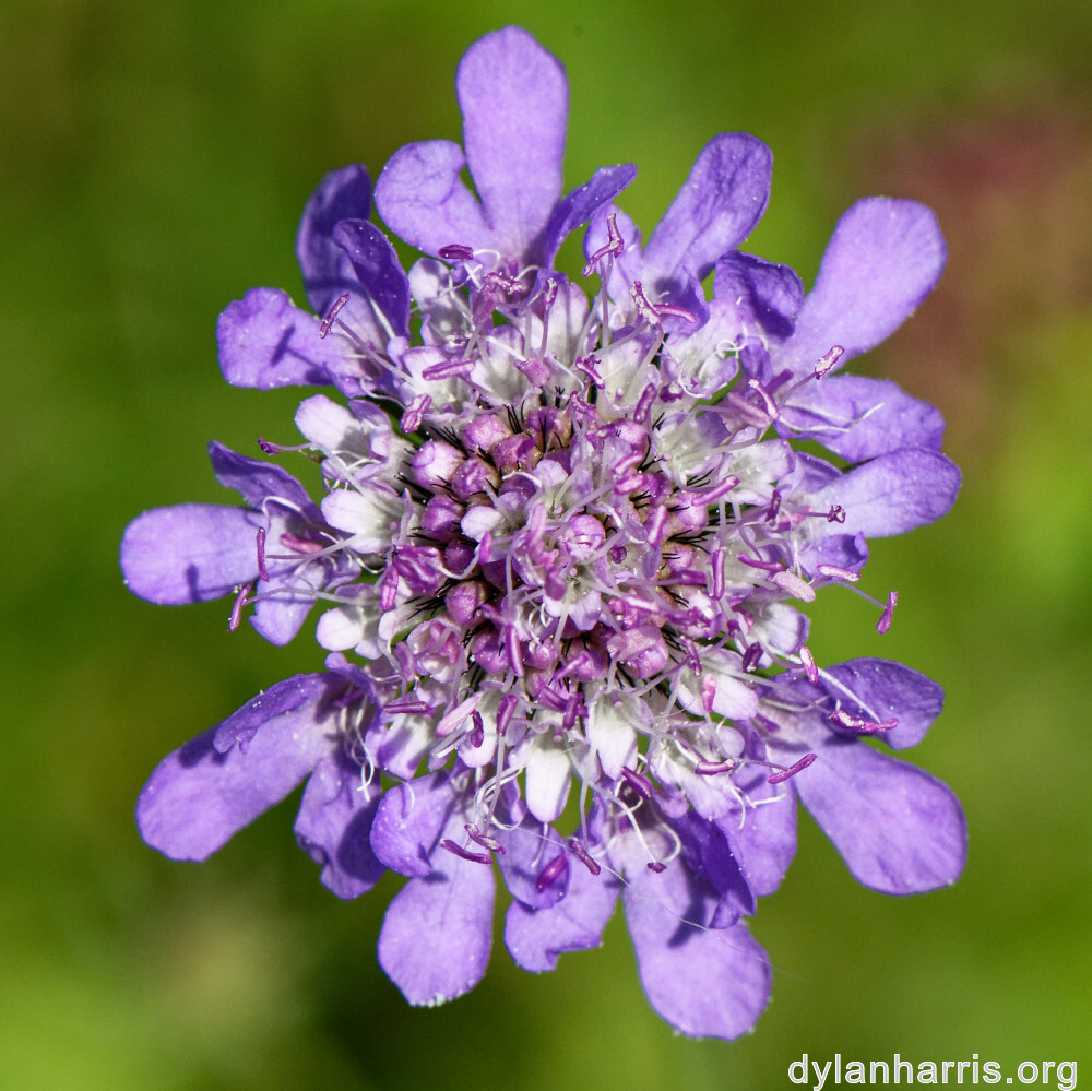 image: This is &lsquo;differdange 1&rsquo;.