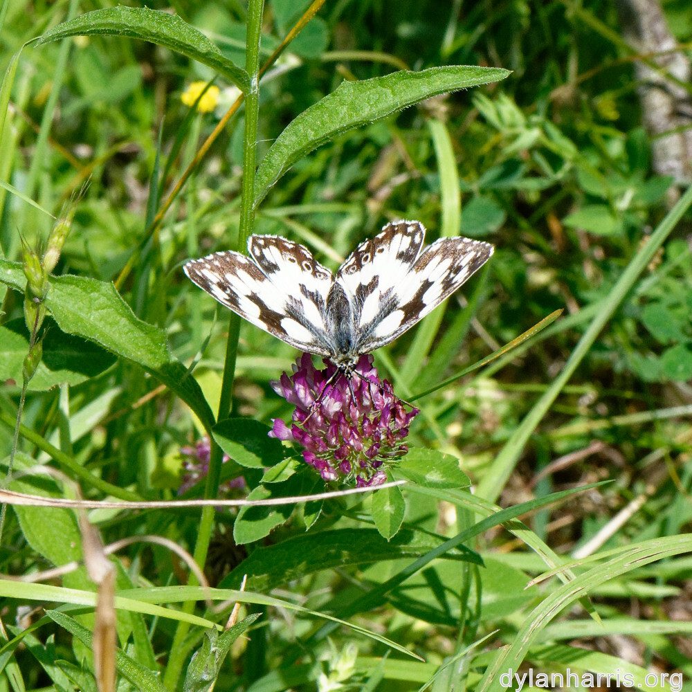 image: This is &lsquo;differdange 2&rsquo;.