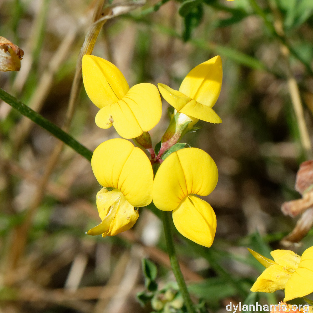 image: This is &lsquo;differdange 3&rsquo;.