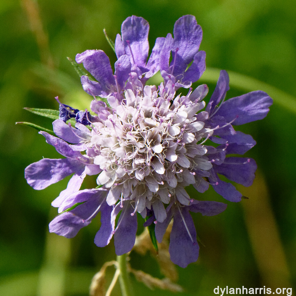 image: This is &lsquo;differdange 6&rsquo;.