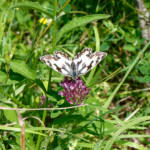 image: Image from the photoset &lsquo;differdange (i)&rsquo;.