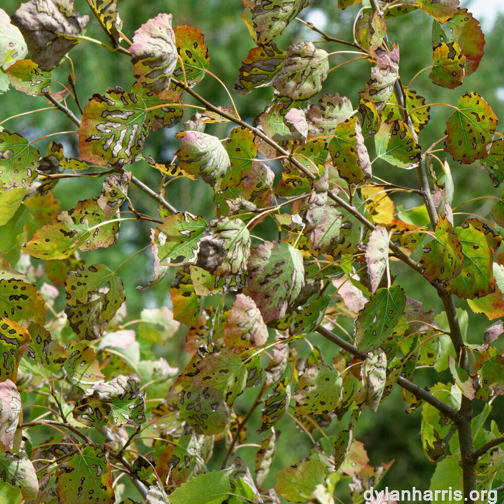 image: This is &lsquo;kayl 2&rsquo;.