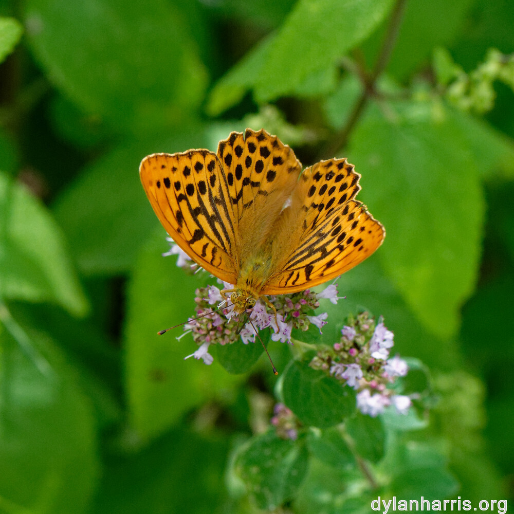 image: This is &lsquo;kayl 3&rsquo;.