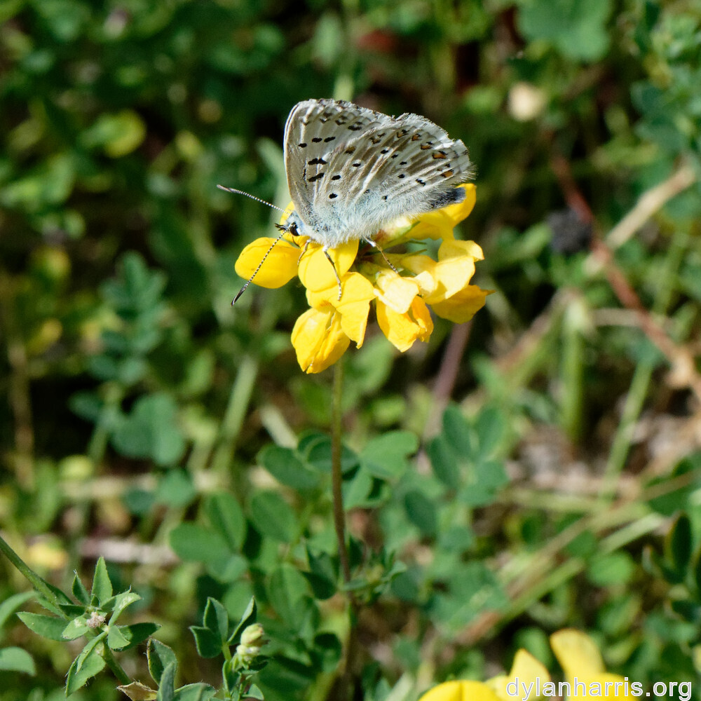 image: This is &lsquo;kayl 5&rsquo;.