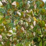 image: Image from the photoset &lsquo;kayl (v)&rsquo;.