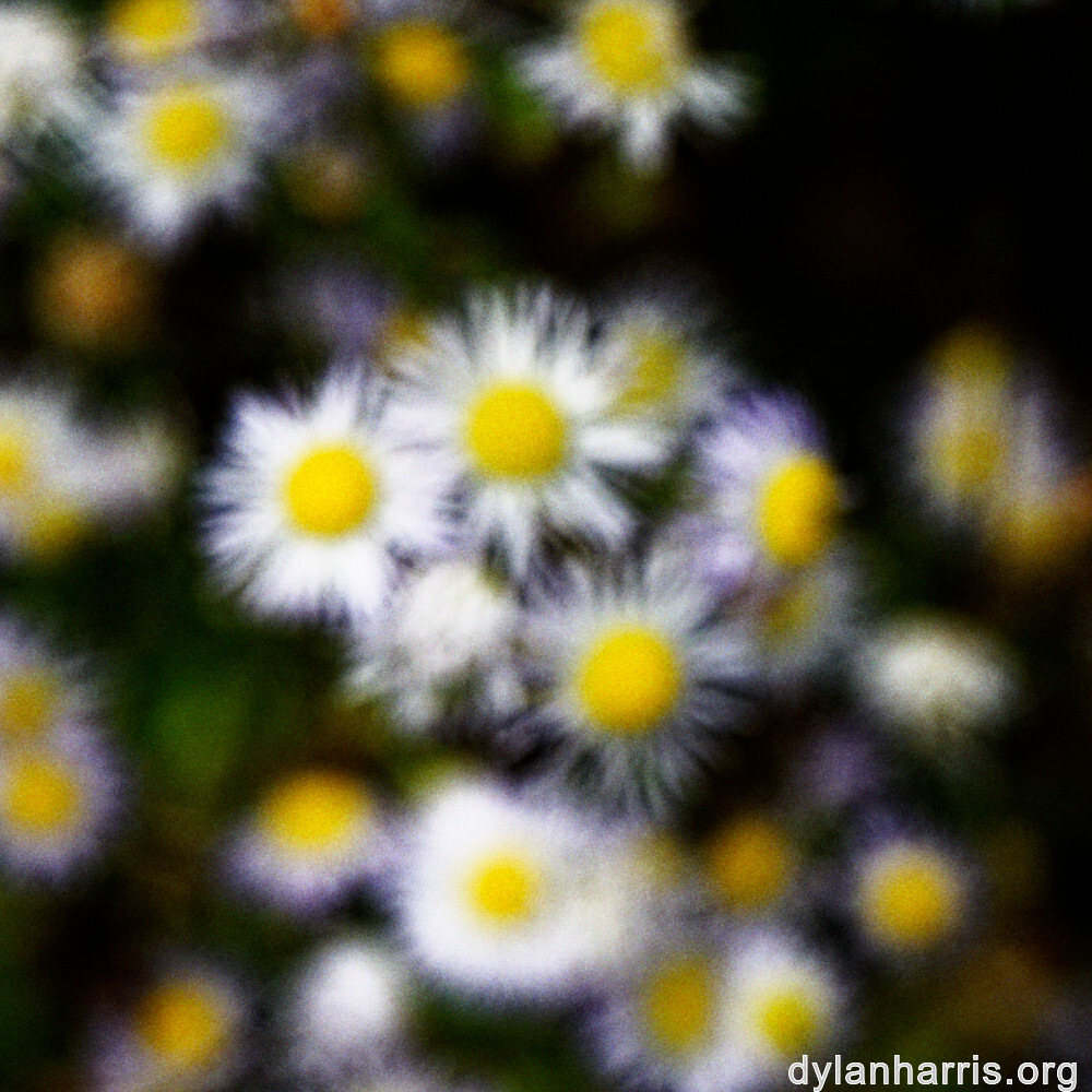 image: This is &lsquo;flower (xliii) 1&rsquo;.