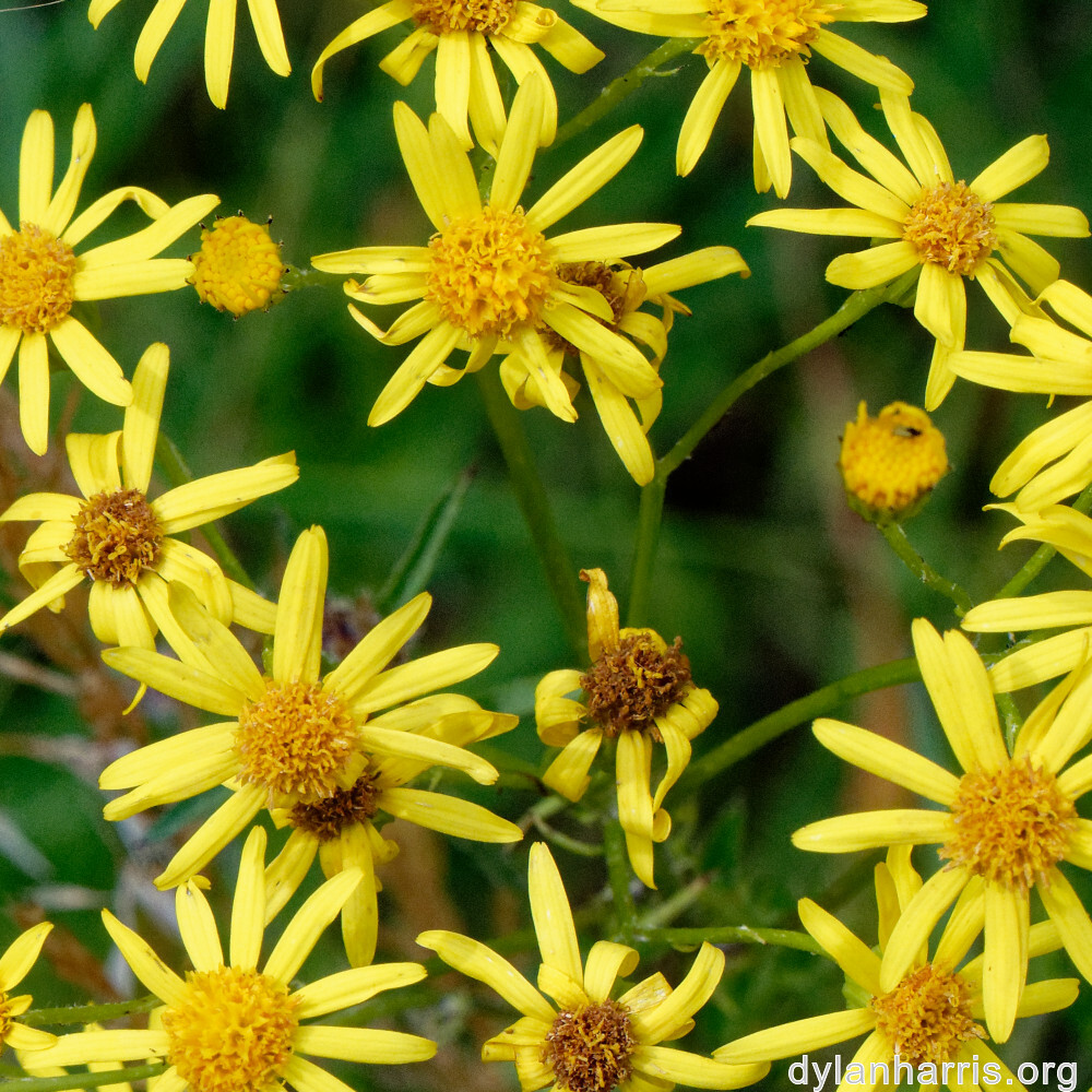 image: This is &lsquo;flower (xliii) 2&rsquo;.