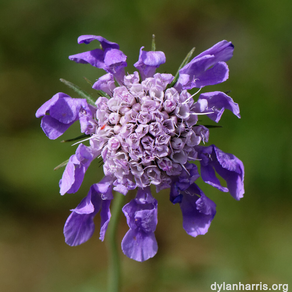 image: This is &lsquo;flower (xliii) 4&rsquo;.