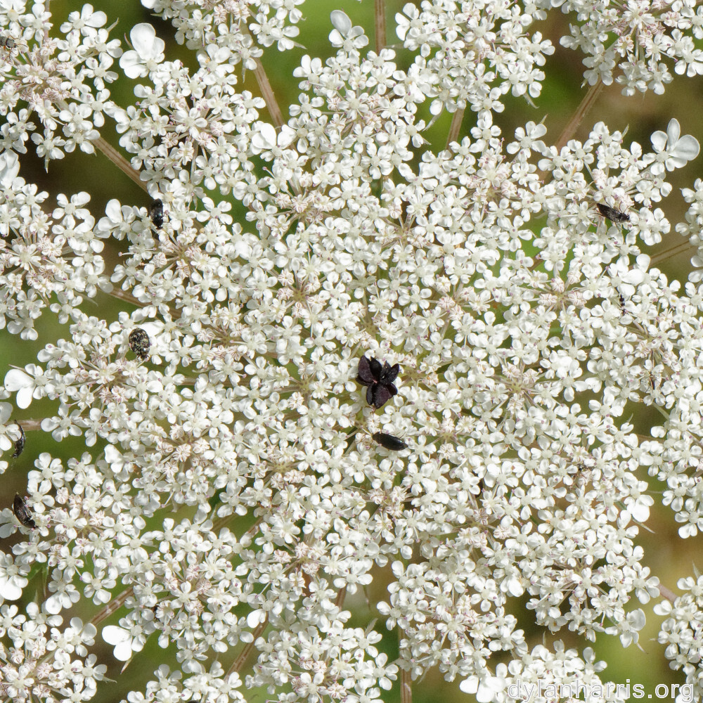 image: This is &lsquo;flower (xliii) 5&rsquo;.