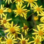 image: Image from the photoset &lsquo;flower (xliii)&rsquo;.