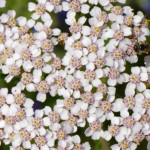 image: Image from the photoset &lsquo;flower (xliii)&rsquo;.