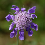 image: Image from the photoset &lsquo;flower (xliii)&rsquo;.