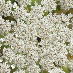 image: Image from the photoset &lsquo;flower (xliii)&rsquo;.