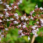 image: Image from the photoset &lsquo;flower (xliii)&rsquo;.