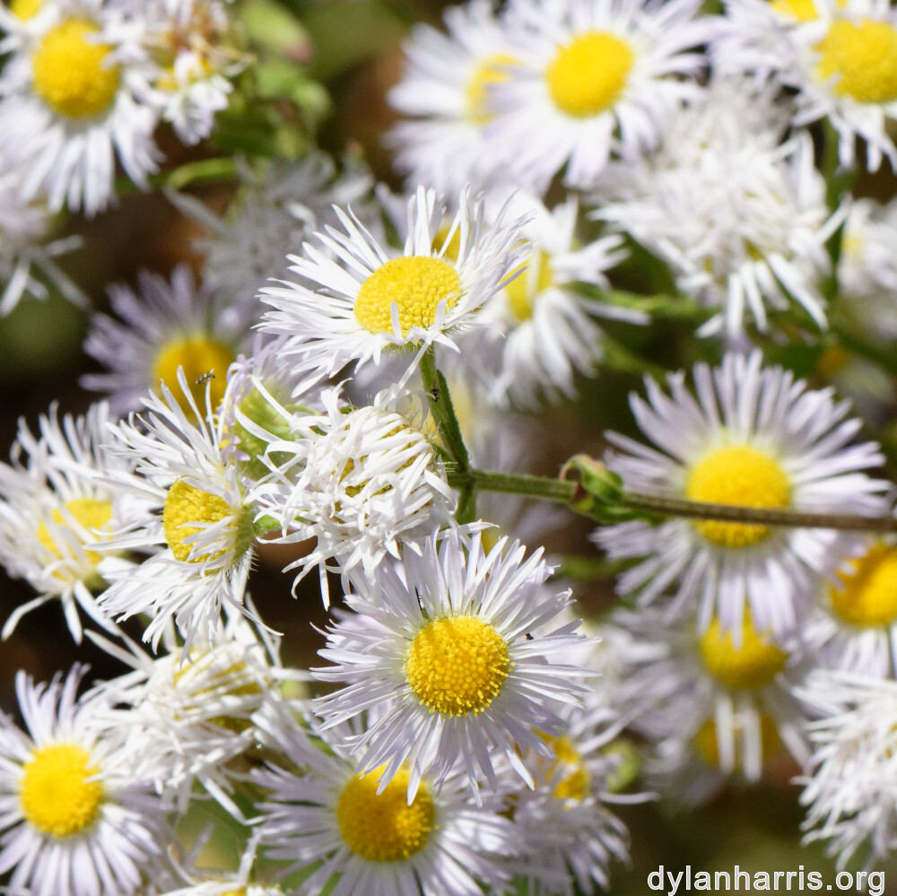 image: This is &lsquo;flower (xliv) 1&rsquo;.