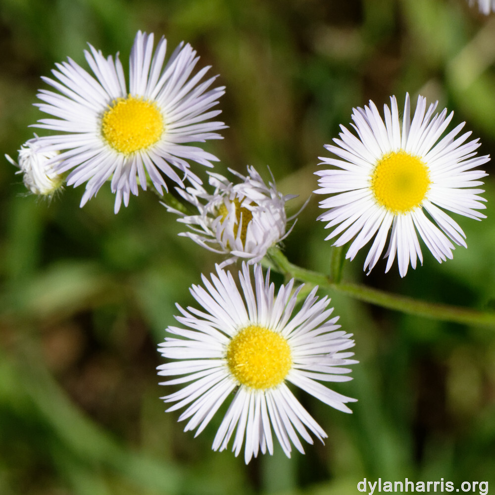 image: This is &lsquo;flower (xliv) 2&rsquo;.