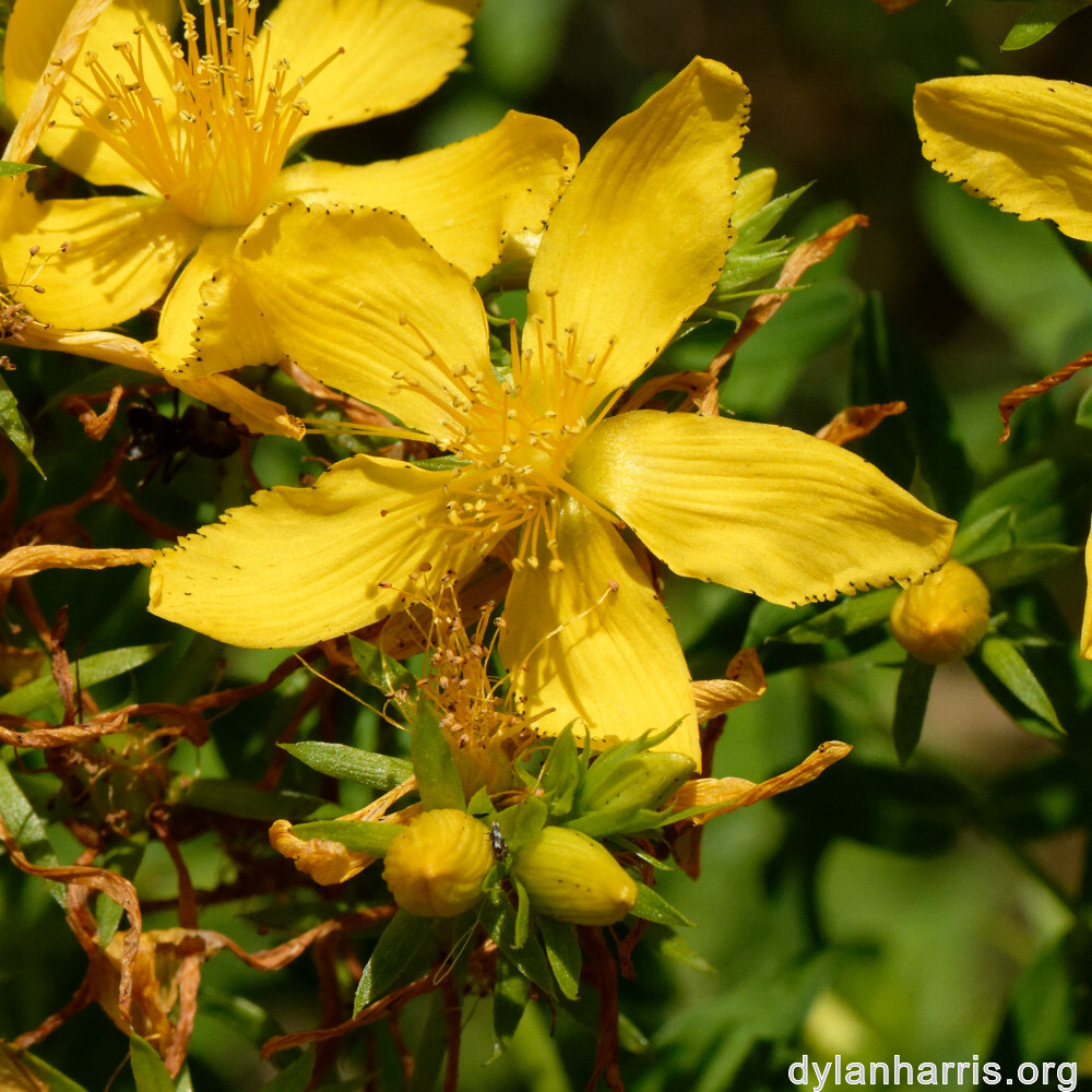 image: This is &lsquo;flower (xliv) 3&rsquo;.