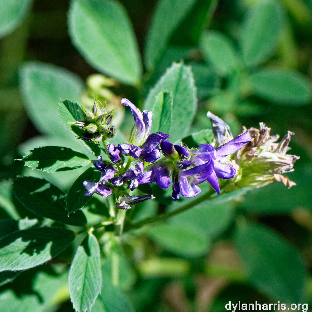 image: This is &lsquo;flower (xliv) 4&rsquo;.