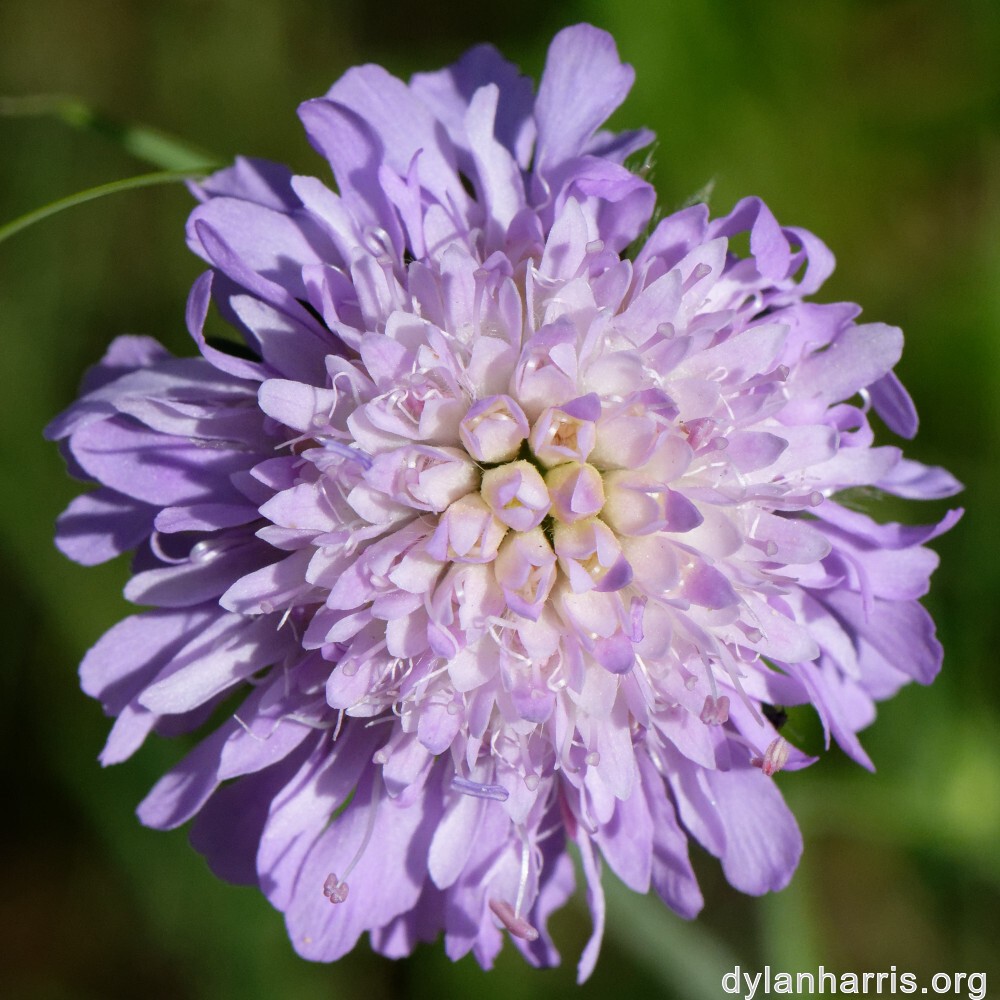 image: This is &lsquo;flower (xliv) 5&rsquo;.